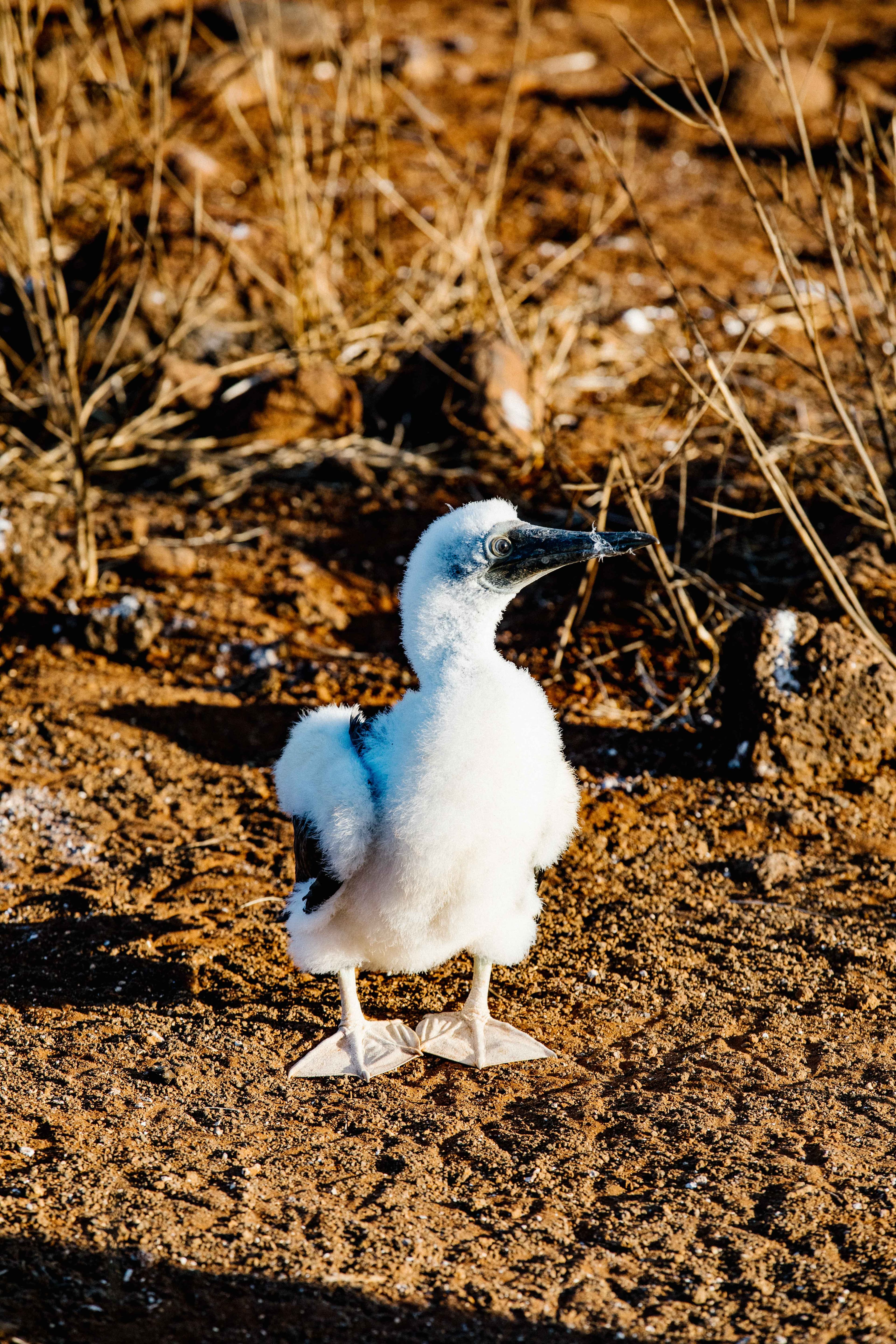 Galápagos